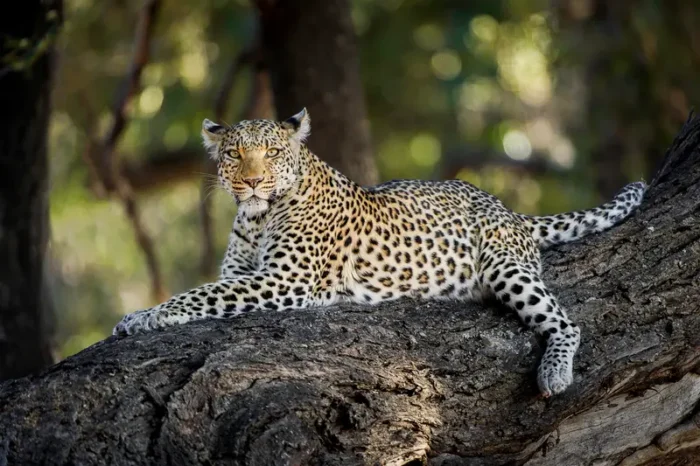 Leopard in Uganda