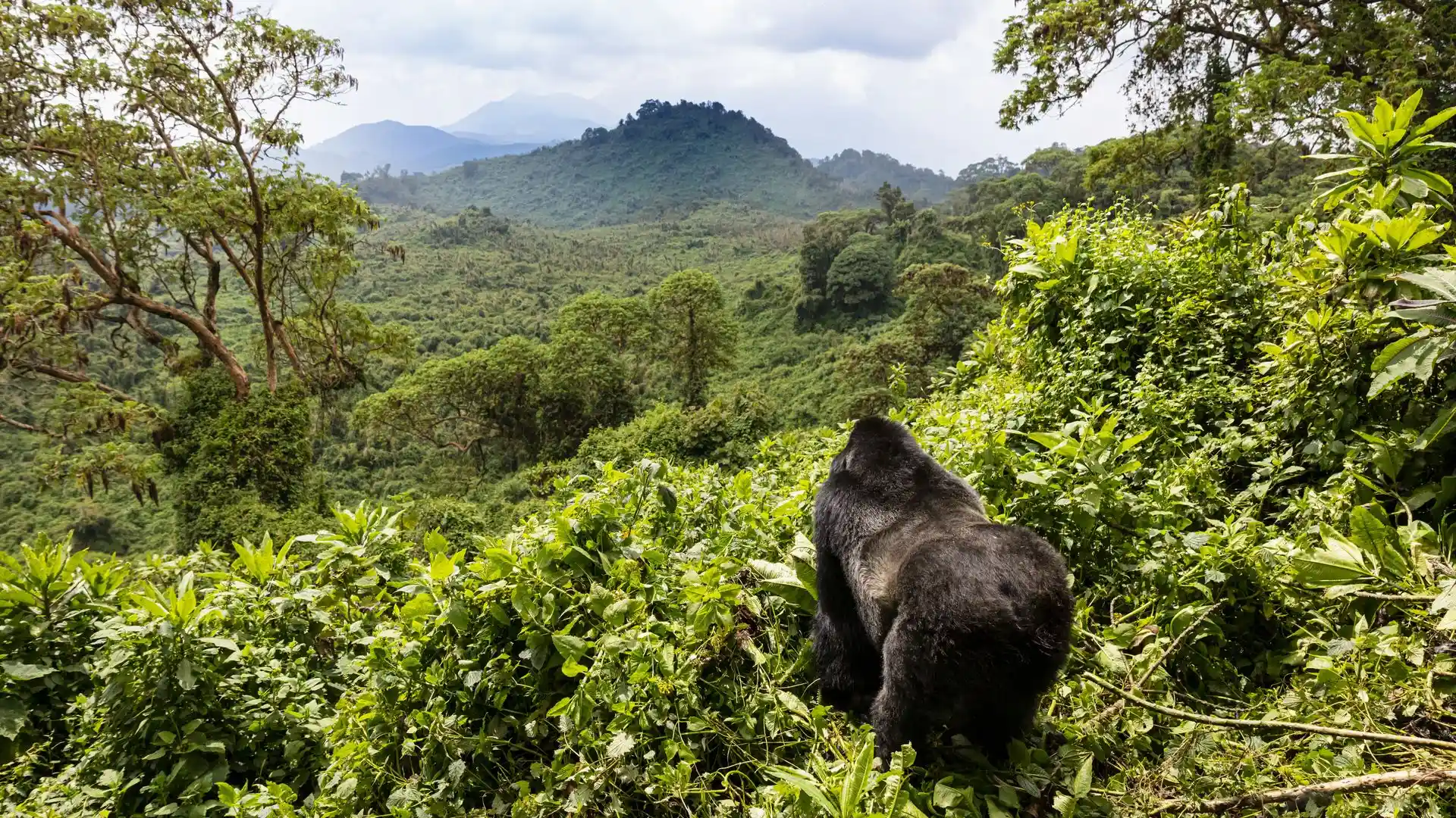 Mgahinga Gorilla National Park