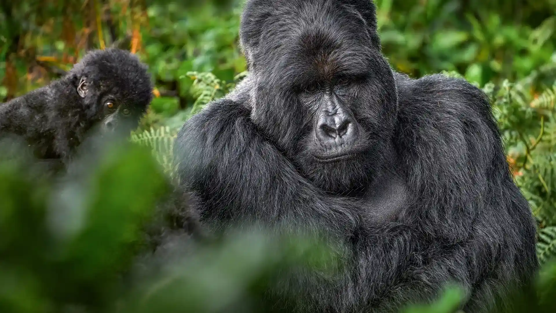 Mountain-gorilla-with-young-baby-Mgahinga-National-Park-in-Uganda.jpg.webp