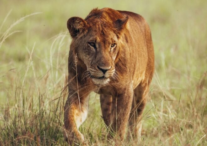 21 Day Uganda Ultimate Safari | Three Weeks In Uganda