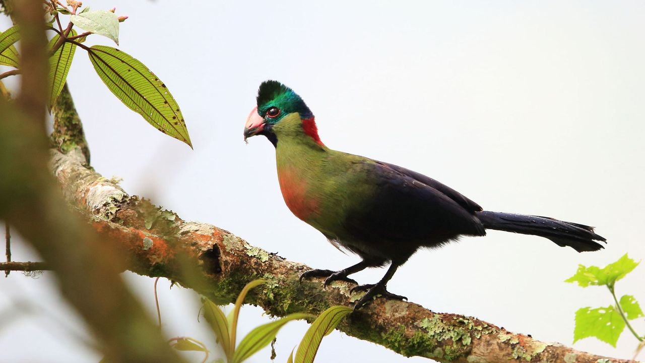Rwenzori Turaco