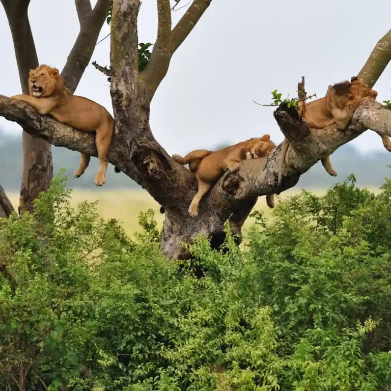 Uganda Safaris (2).webp