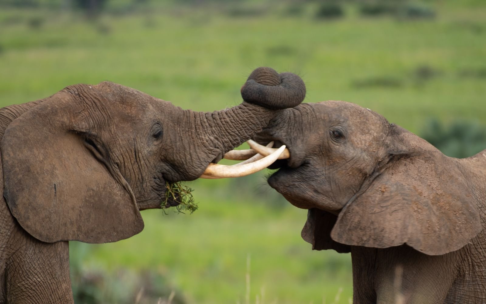 elephant