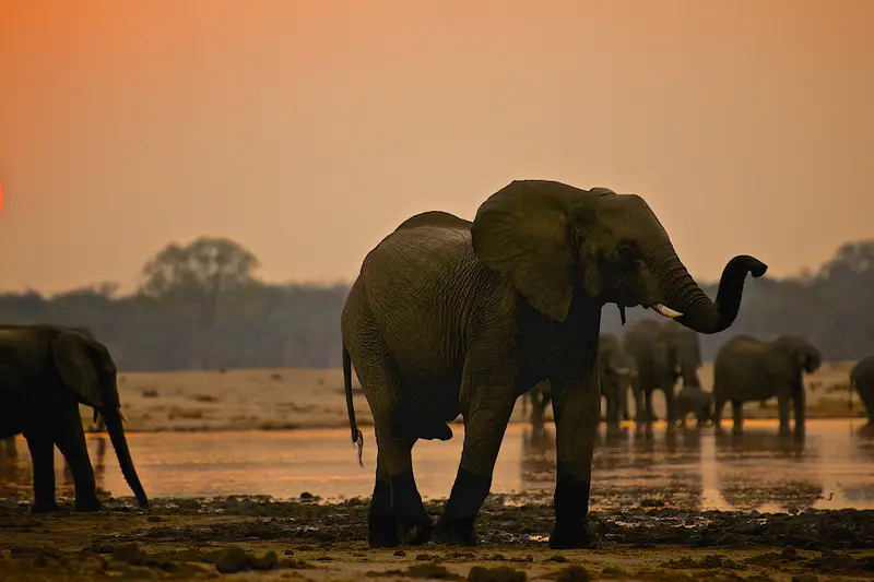 elephants in Uganda.webp