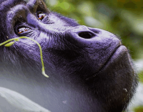 8 Day Fly-In Gorilla Trekking and Wildlife Safari