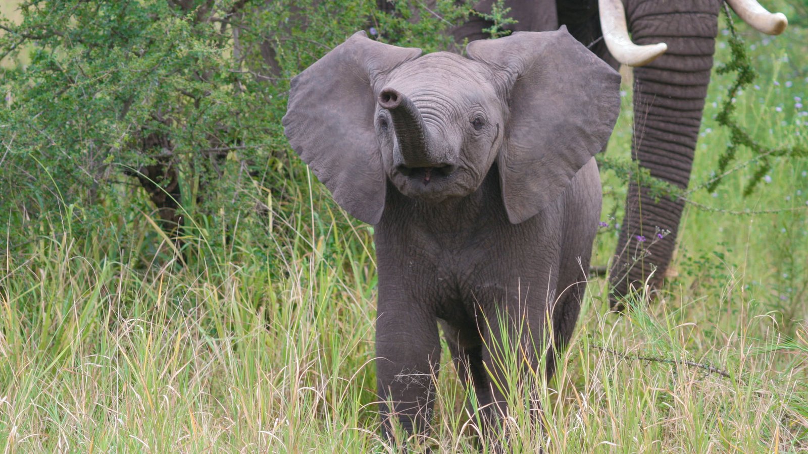 11 Days Family Safari In Uganda