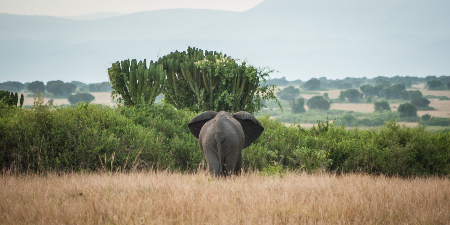 10 Days Uganda Safari