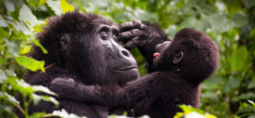 3 Day Uganda Safaris