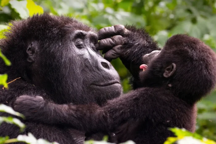 14 Day Tour of Uganda: Two weeks in Uganda
