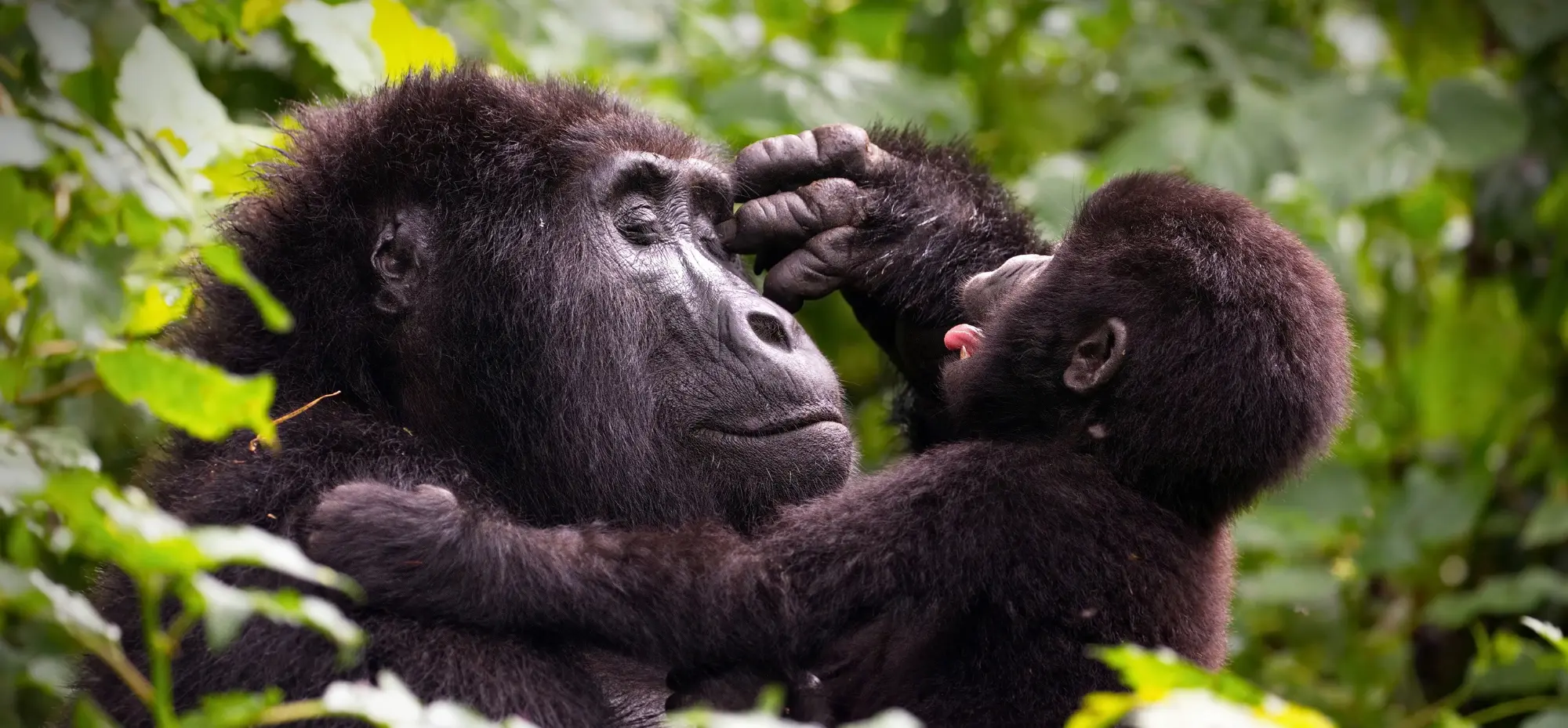 3 Day Uganda Safaris