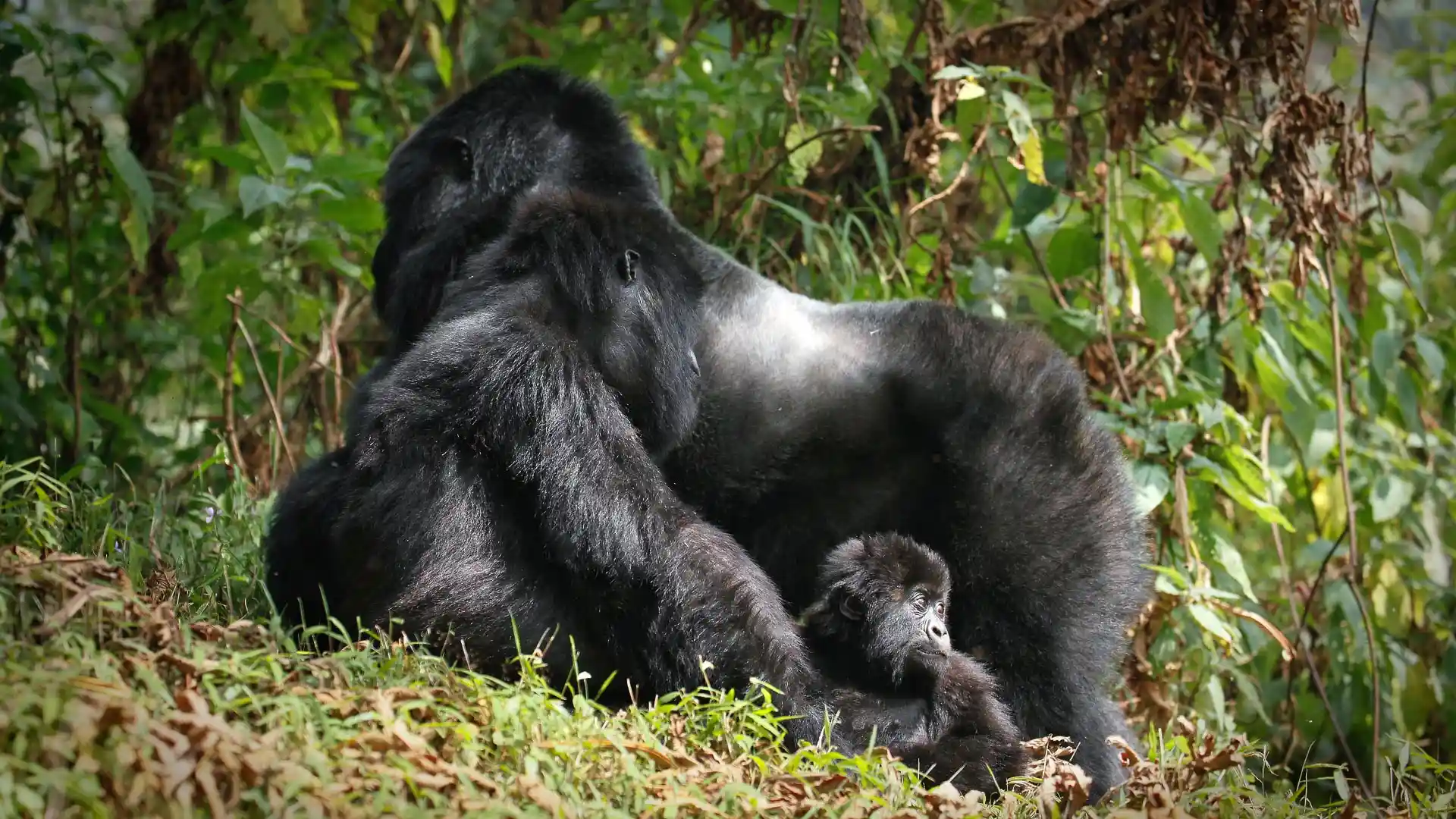 01RW07-IM0301-virunga-mountains-safari