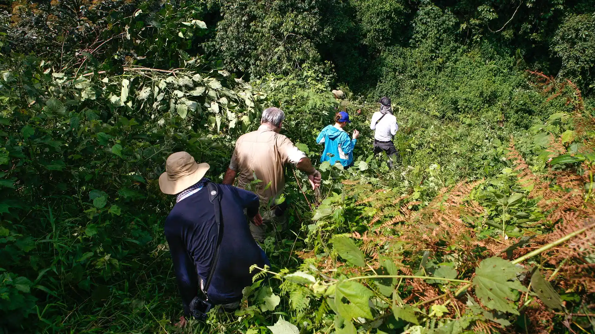 How difficult is gorilla trekking