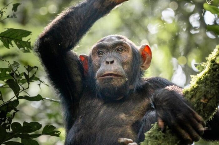 Uganda Adventure And Wildlife (12 Days)