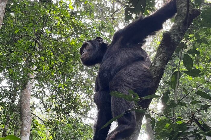 Uganda Adventure And Wildlife (12 Days)