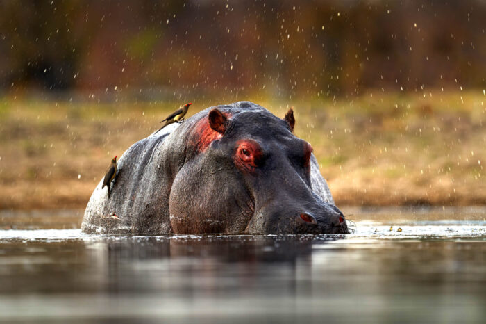 10 Day Uganda Wildlife & Gorilla Tour