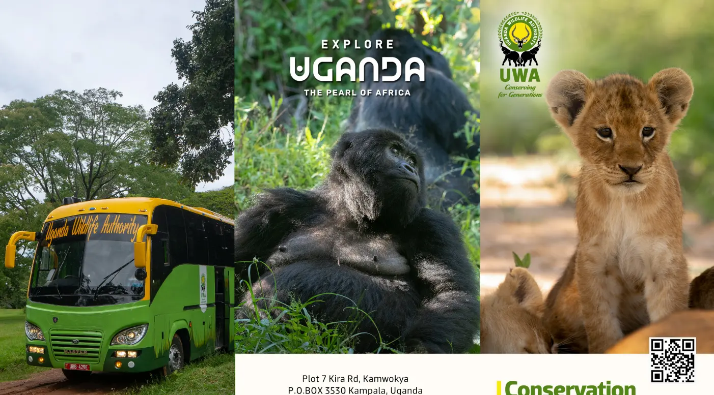 Low Season Gorilla permits Discounts in Uganda