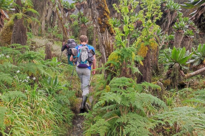 Uganda Active: Rwenzori & Gorilla Treks (12 Days)