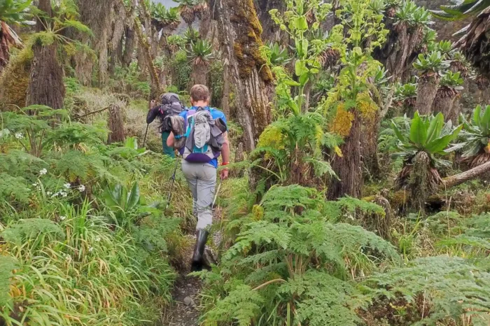 Uganda Active: Rwenzori & Gorilla Treks (12 Days)