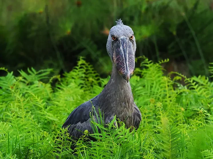 shoebill birding in Uganda