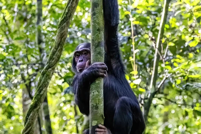 12-Day Uganda Adventure