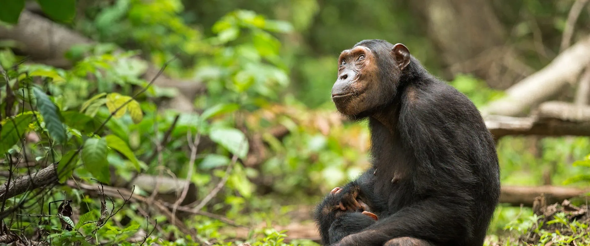 Uganda Chimpanzee trekking