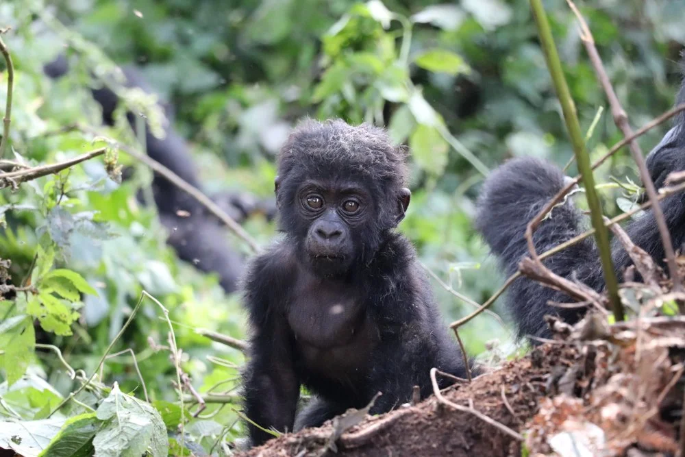 Choose Uganda Safaris