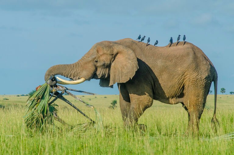 National Parks In Uganda