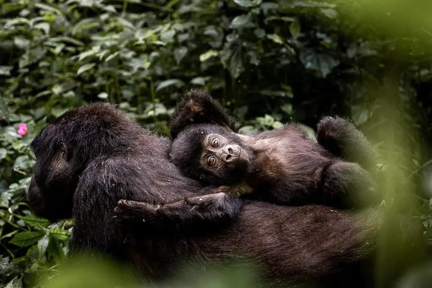 15 Peal of Africa Tour