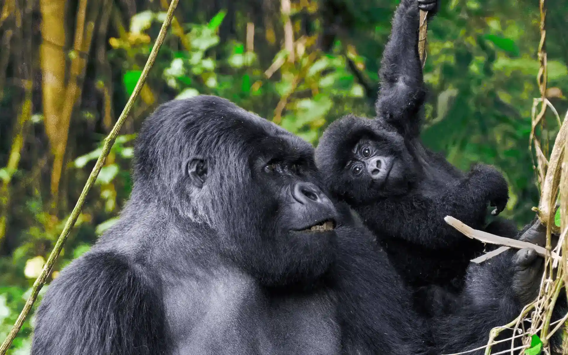 Best Gorilla Photo.webp
