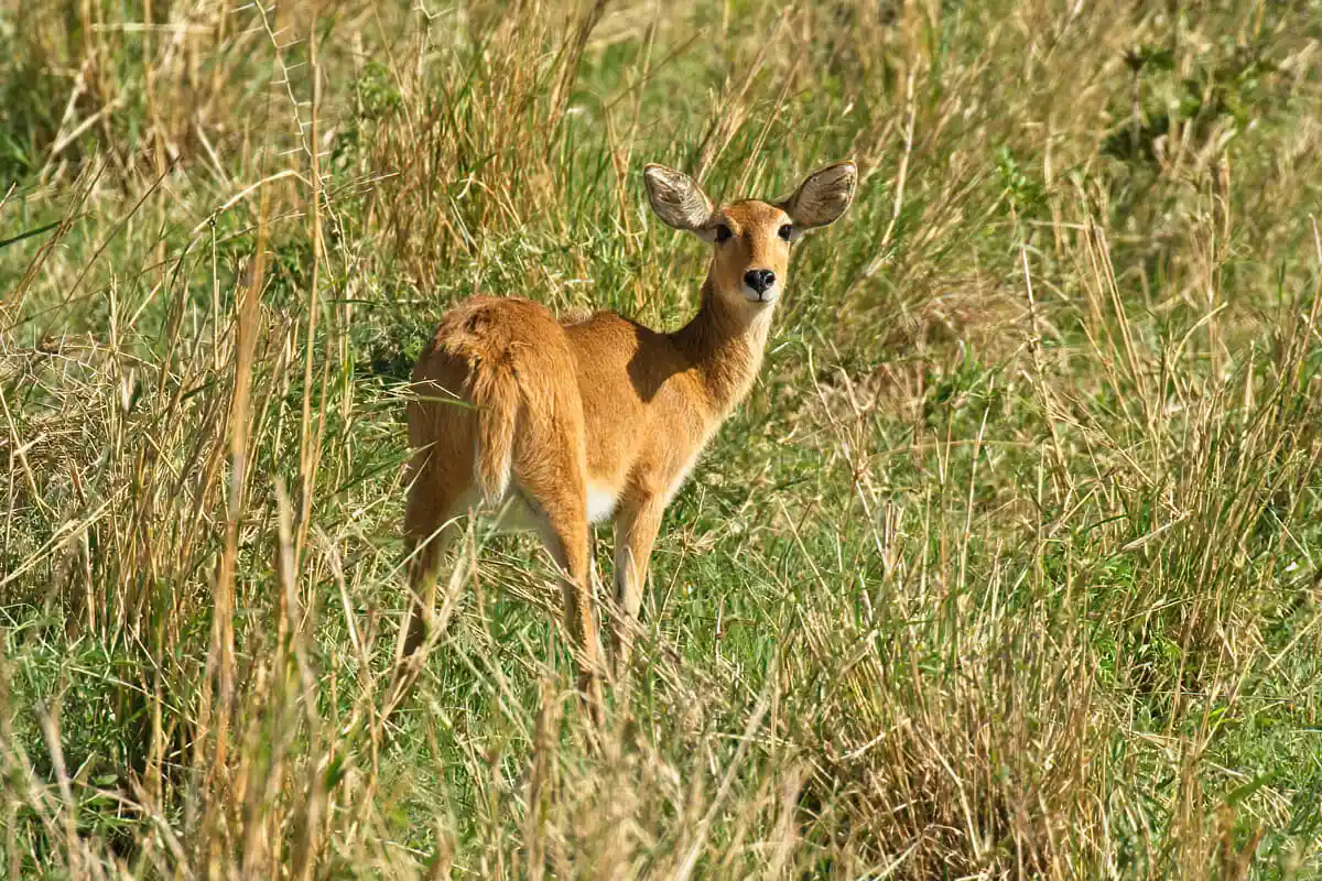 Bohor Reedbuck