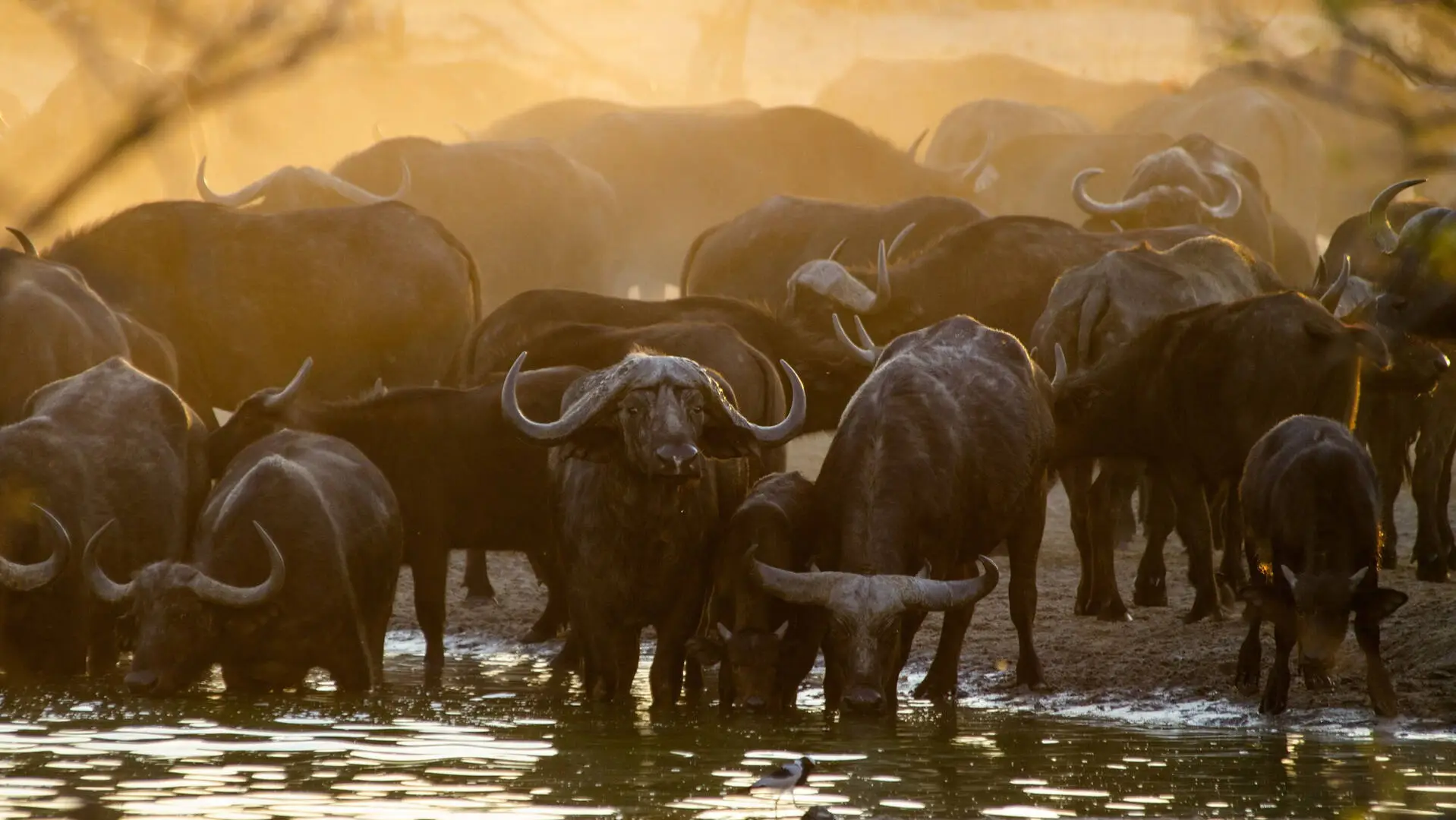 Buffaloes.webp