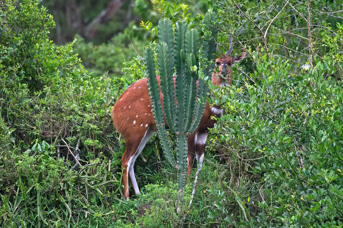 Bushback in Katonga Wildlife Reserve.webp