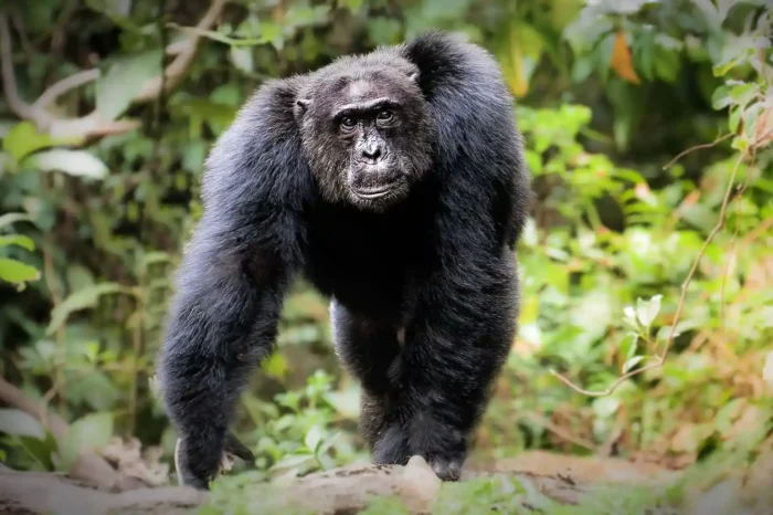 2-Day Kibale Chimpanzee Trek