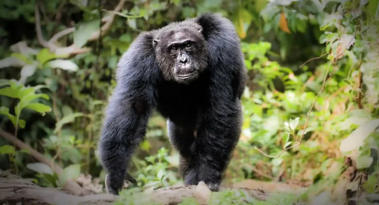 Chimpanzee Trekking in Uganda.webp