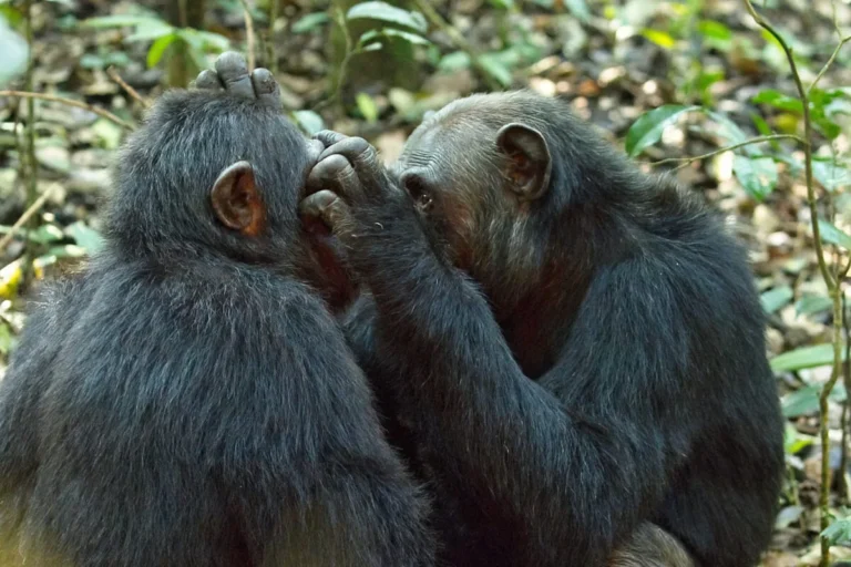 Uganda safari tours