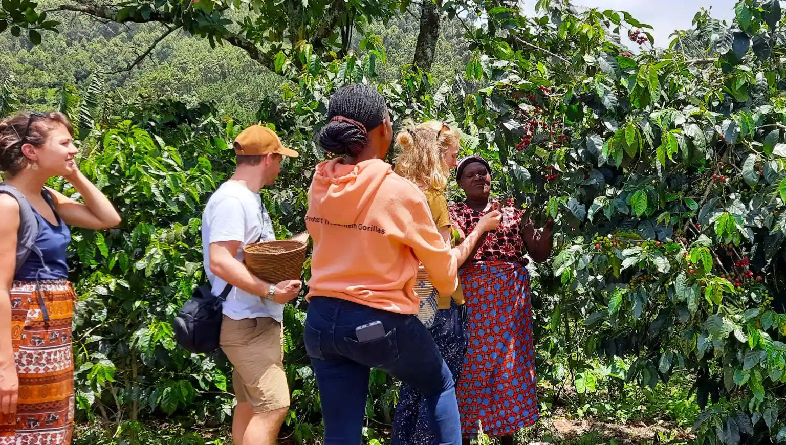 Coffee Tours in Kisoro