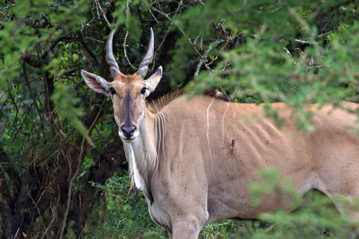 Eland antelope in Uganda