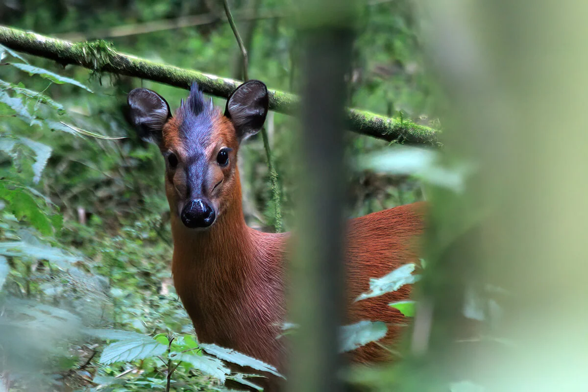 Forest duiker in Bwindi-Impenetrable Forest.webp