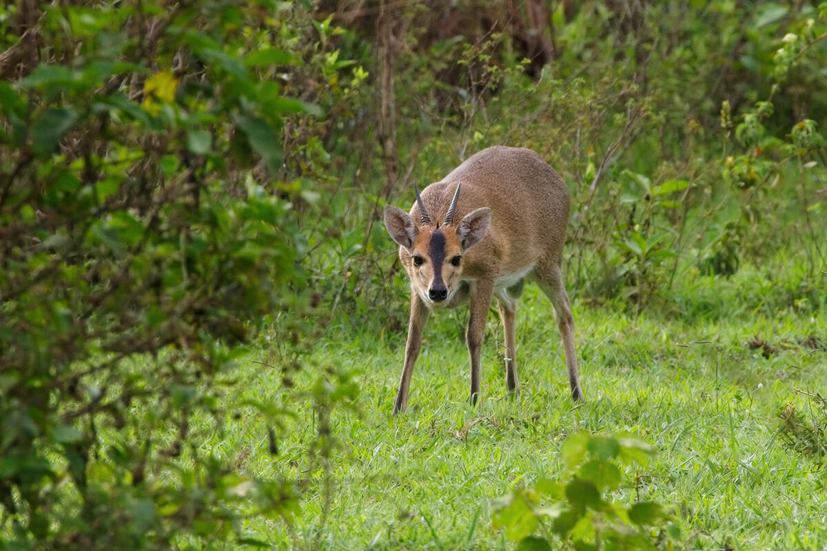Gewone-duiker-Katonga-WR.jpg