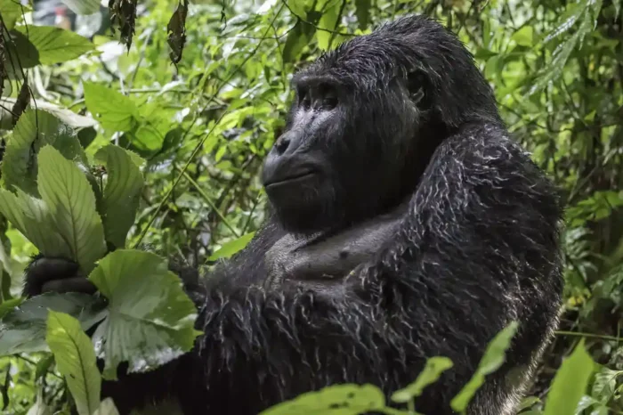 14 Day Tour of Uganda: Two weeks in Uganda
