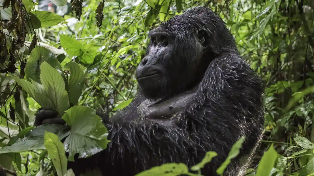 Gorilla trekking
