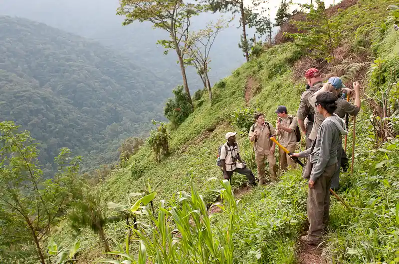 Gorilla Trekking Tours in Uganda.webp