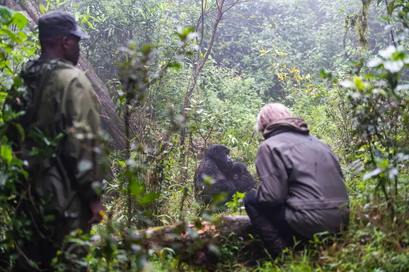 Gorilla Habituation