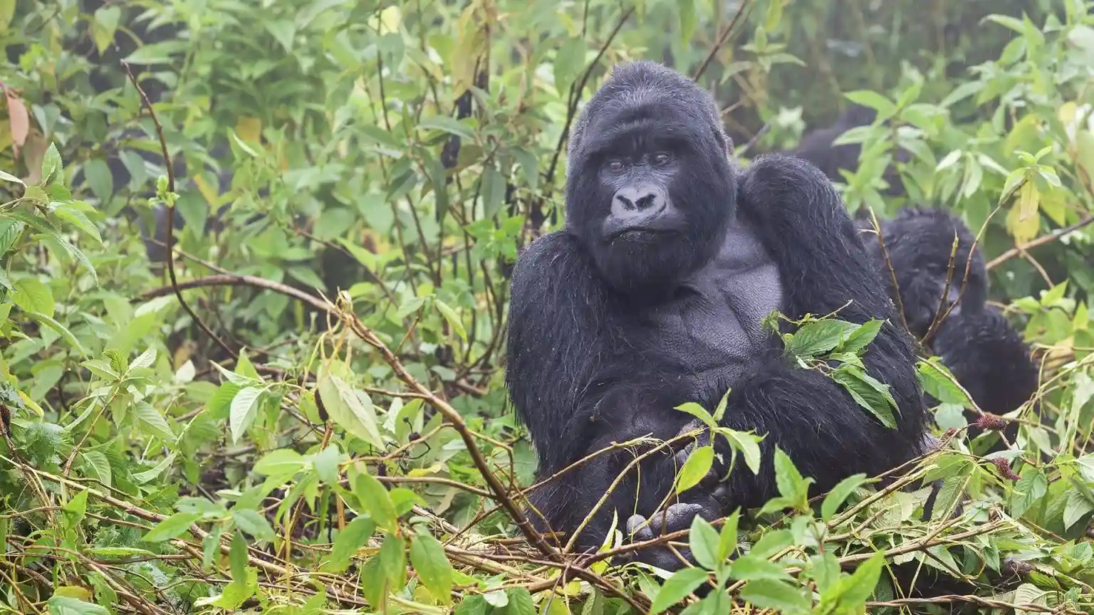 Booking Gorilla Trekking Permits