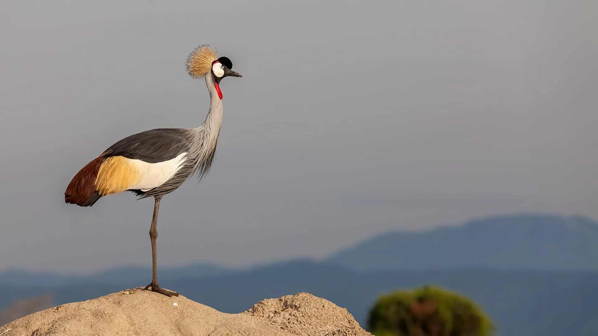 Choose Uganda Safaris