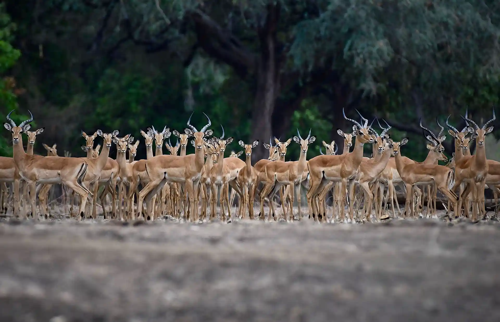 Impalas.webp