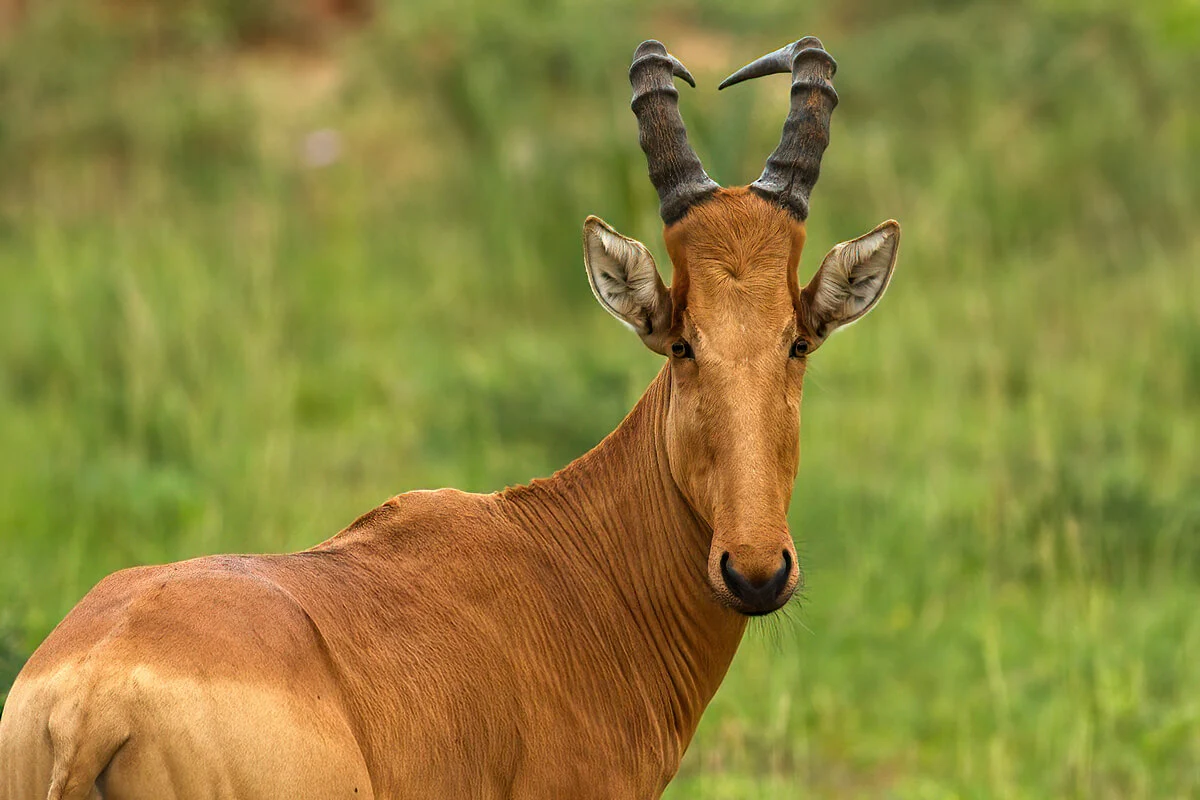 Jackson's Hartebeest.webp