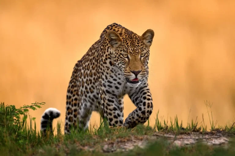 The Big Seven of Africa