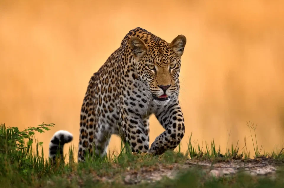 The Big Seven of Africa