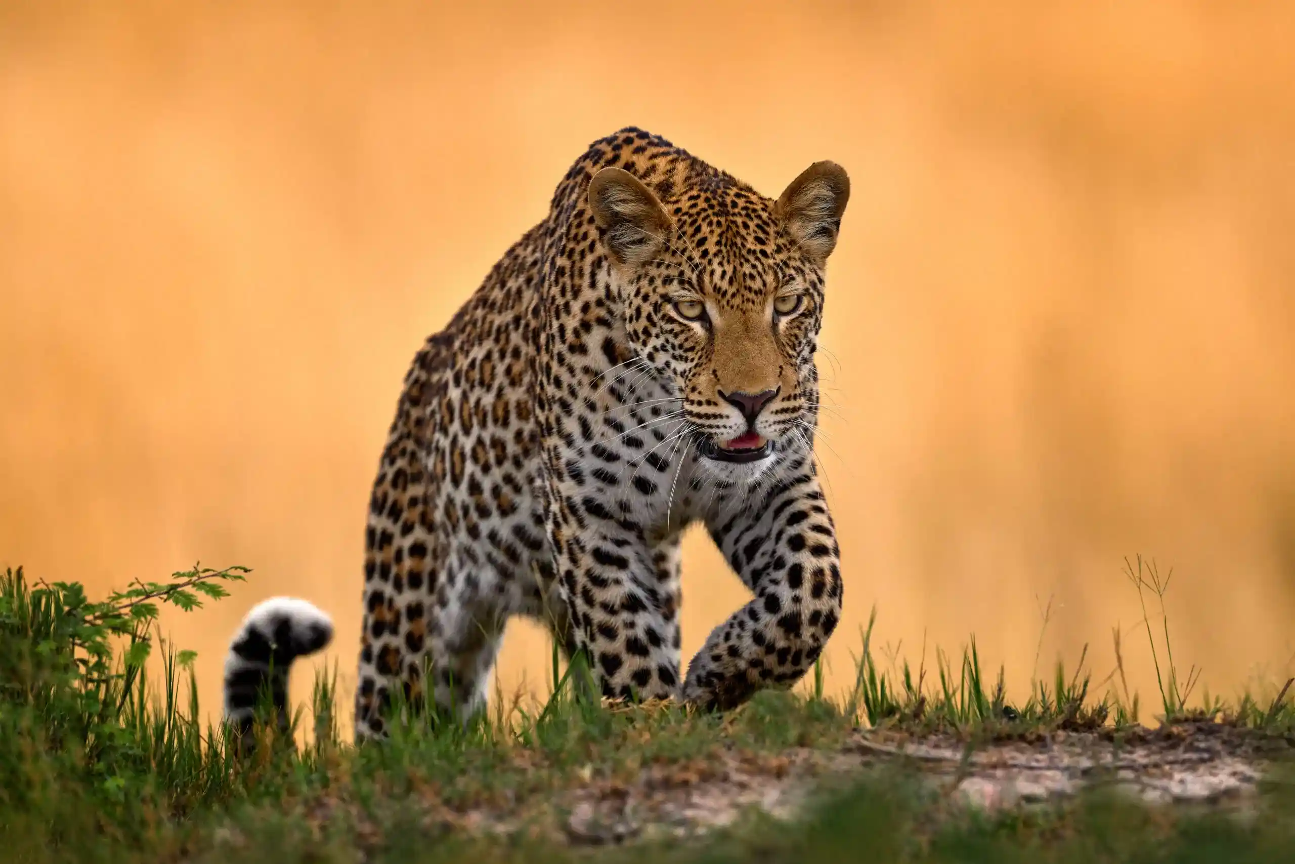 The Big Seven of Africa